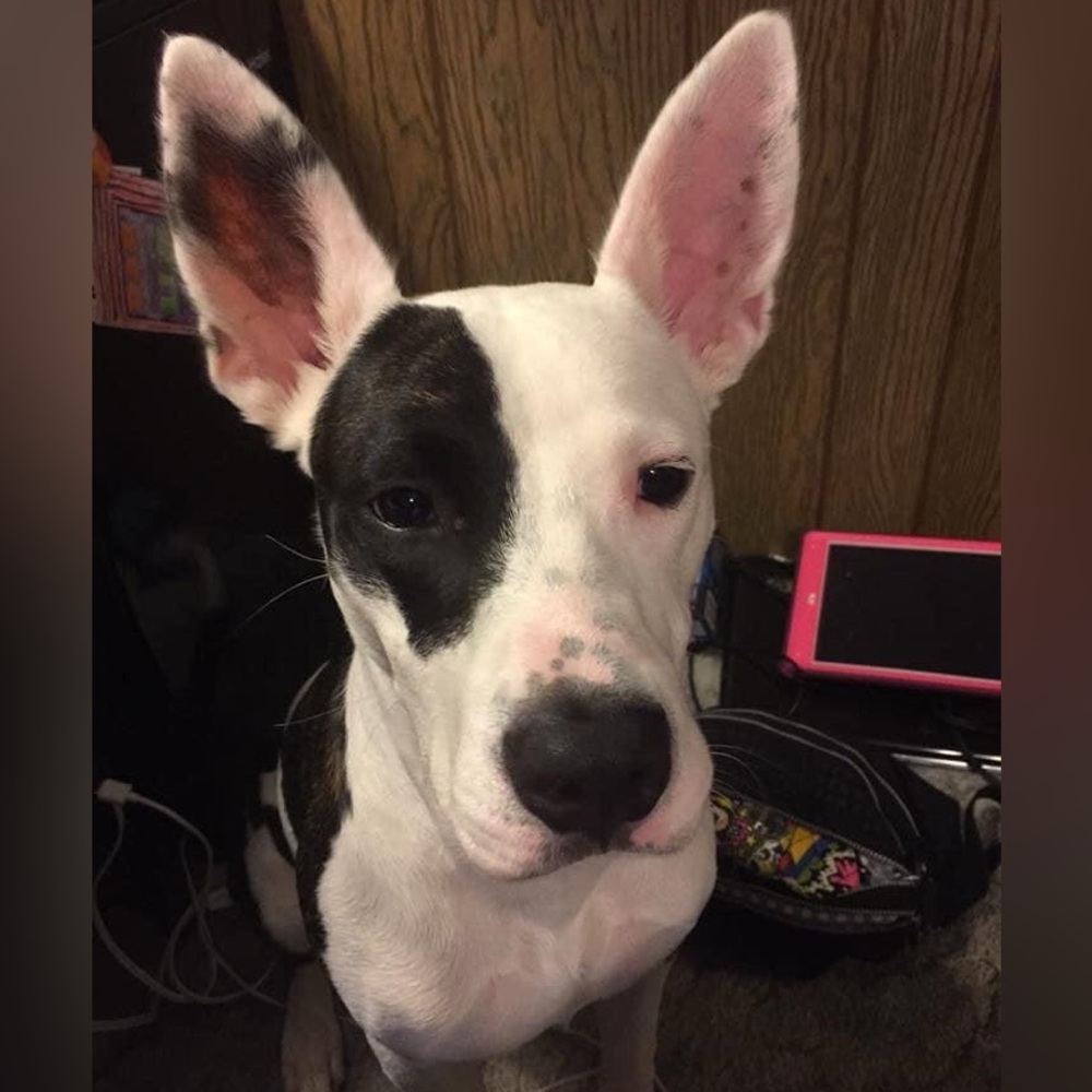 🌟🦴Sloan’s recovery donation 🦴❤️ - Picture 6 of 13